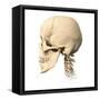 Anatomy of Human Skull, Side View-null-Framed Stretched Canvas