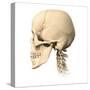 Anatomy of Human Skull, Side View-null-Stretched Canvas