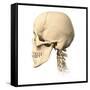 Anatomy of Human Skull, Side View-null-Framed Stretched Canvas