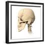 Anatomy of Human Skull, Side View-null-Framed Art Print