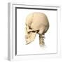 Anatomy of Human Skull, Side View-null-Framed Art Print