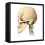 Anatomy of Human Skull, Side View-null-Framed Stretched Canvas