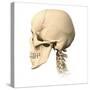 Anatomy of Human Skull, Side View-null-Stretched Canvas