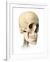 Anatomy of Human Skull, Side View-null-Framed Art Print