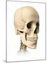 Anatomy of Human Skull, Side View-null-Mounted Art Print