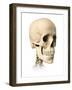 Anatomy of Human Skull, Side View-null-Framed Art Print