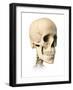 Anatomy of Human Skull, Side View-null-Framed Art Print