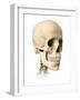 Anatomy of Human Skull, Side View-null-Framed Art Print