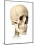 Anatomy of Human Skull, Side View-null-Mounted Art Print