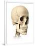 Anatomy of Human Skull, Side View-null-Framed Art Print