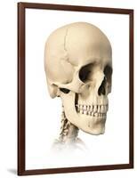 Anatomy of Human Skull, Side View-null-Framed Art Print