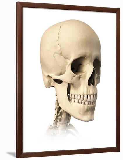 Anatomy of Human Skull, Side View-null-Framed Art Print