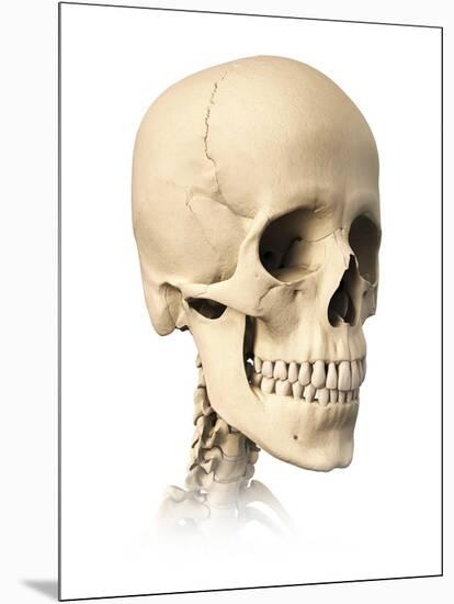 Anatomy of Human Skull, Side View-null-Mounted Art Print