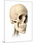 Anatomy of Human Skull, Side View-null-Mounted Art Print