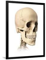 Anatomy of Human Skull, Side View-null-Framed Art Print