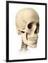 Anatomy of Human Skull, Side View-null-Framed Art Print