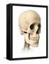 Anatomy of Human Skull, Side View-null-Framed Stretched Canvas