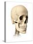 Anatomy of Human Skull, Side View-null-Stretched Canvas