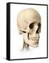 Anatomy of Human Skull, Side View-null-Framed Stretched Canvas