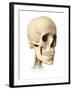 Anatomy of Human Skull, Side View-null-Framed Art Print