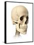 Anatomy of Human Skull, Side View-null-Framed Stretched Canvas