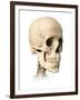 Anatomy of Human Skull, Side View-null-Framed Art Print