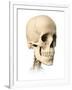 Anatomy of Human Skull, Side View-null-Framed Art Print