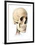 Anatomy of Human Skull, Side View-null-Framed Art Print