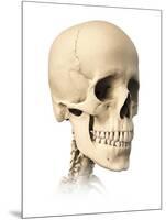 Anatomy of Human Skull, Side View-null-Mounted Art Print