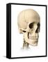 Anatomy of Human Skull, Side View-null-Framed Stretched Canvas