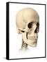 Anatomy of Human Skull, Side View-null-Framed Stretched Canvas