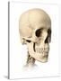 Anatomy of Human Skull, Side View-null-Stretched Canvas