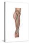 Anatomy of Human Thigh Muscles, Anterior View-null-Stretched Canvas