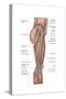 Anatomy of Human Thigh Muscles, Anterior View-null-Stretched Canvas