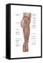 Anatomy of Human Thigh Muscles, Anterior View-null-Framed Stretched Canvas