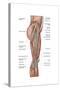 Anatomy of Human Thigh Muscles, Anterior View-null-Stretched Canvas