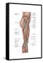 Anatomy of Human Thigh Muscles, Anterior View-null-Framed Stretched Canvas