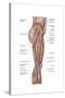 Anatomy of Human Thigh Muscles, Anterior View-null-Stretched Canvas