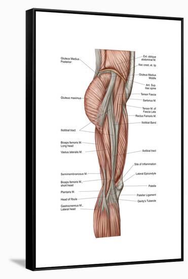 Anatomy of Human Thigh Muscles, Anterior View-null-Framed Stretched Canvas