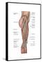 Anatomy of Human Thigh Muscles, Anterior View-null-Framed Stretched Canvas