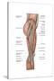 Anatomy of Human Thigh Muscles, Anterior View-null-Stretched Canvas