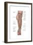 Anatomy of Human Thigh Muscles, Anterior View-null-Framed Art Print