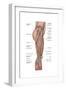 Anatomy of Human Thigh Muscles, Anterior View-null-Framed Art Print