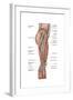 Anatomy of Human Thigh Muscles, Anterior View-null-Framed Art Print