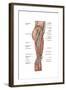 Anatomy of Human Thigh Muscles, Anterior View-null-Framed Art Print