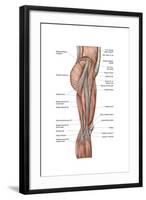 Anatomy of Human Thigh Muscles, Anterior View-null-Framed Art Print