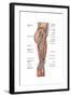 Anatomy of Human Thigh Muscles, Anterior View-null-Framed Art Print