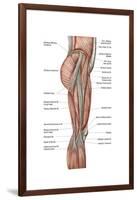 Anatomy of Human Thigh Muscles, Anterior View-null-Framed Art Print