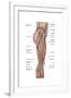 Anatomy of Human Thigh Muscles, Anterior View-null-Framed Art Print