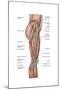 Anatomy of Human Thigh Muscles, Anterior View-null-Mounted Art Print